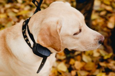 Electric Dog Fence Installation